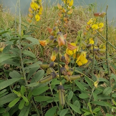 Crotalaria retusa