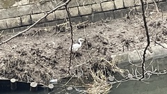 Ardea alba modesta