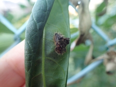 Laccoptera nepalensis