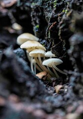 Hemimycena lactea