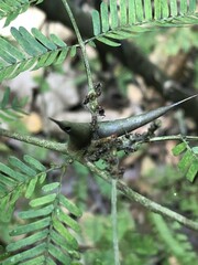 Vachellia cornigera