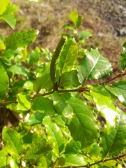 Piper tuberculatum