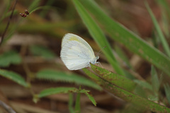 Eurema elathea