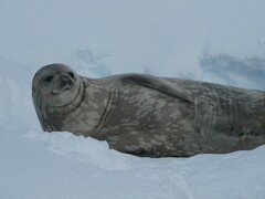 Leptonychotes weddellii