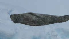 Leptonychotes weddellii