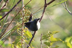 Microspingus cinereus