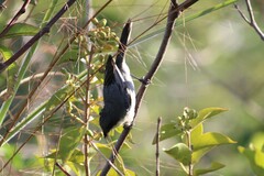 Microspingus cinereus