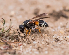 Pseudepipona herrichii