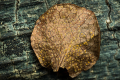 Rossmanomyces pyrolae