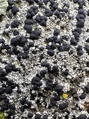 Lecanoromycetidae