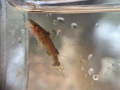 Leiocassis poeciloptera