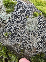 Lecanoromycetidae