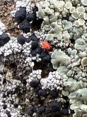 Lecanoromycetidae