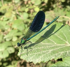 Calopteryx splendens intermedia