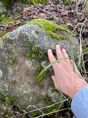 Lecanoromycetidae