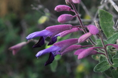 Salvia semiatrata