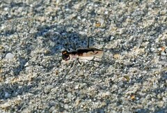 Cylindera suturalis