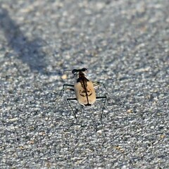 Cylindera suturalis