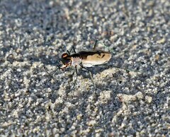 Cylindera suturalis