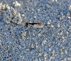 Cylindera suturalis