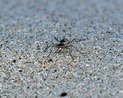 Cylindera suturalis