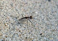Cylindera suturalis