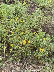 Helianthus debilis