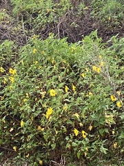 Helianthus debilis