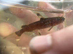 Pseudomystus stenomus