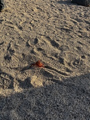 Grapsus