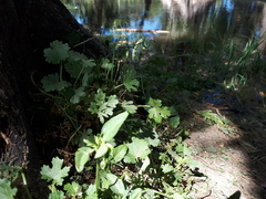 Modiolastrum australe