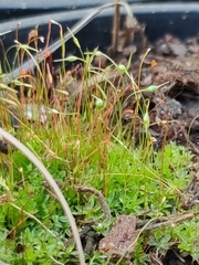 Funaria hygrometrica
