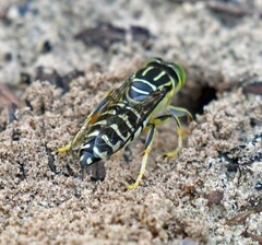 Stictia signata