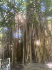 Ficus cotinifolia