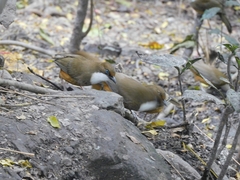 Pterorhinus albogularis