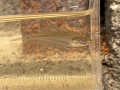 Ompok eugeneiatus