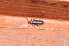 Phymatodes testaceus