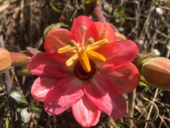 Passiflora trifoliata