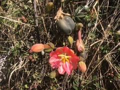 Passiflora trifoliata