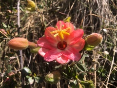 Passiflora trifoliata