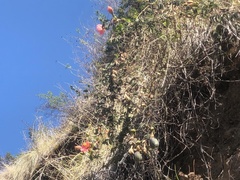 Passiflora trifoliata