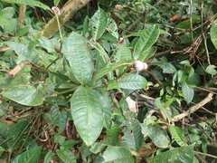 Palicourea apoda