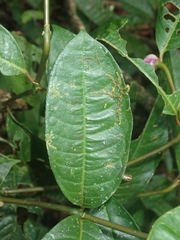 Palicourea apoda