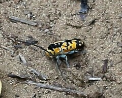 Tragocephala variegata