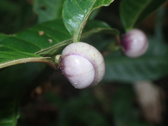 Palicourea apoda