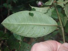 Palicourea apoda