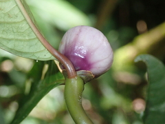 Palicourea apoda