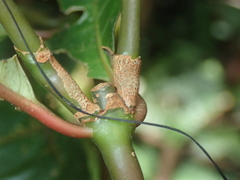 Palicourea apoda