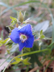 Veronica umbrosa