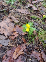 Eranthis hyemalis